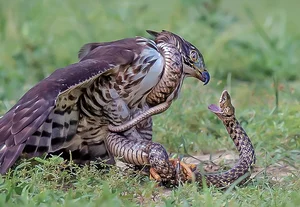 Dramatic Nature Encounter: Giant Python Constricts Crested Serpent Eagle on Remote Mountain Road - image 2