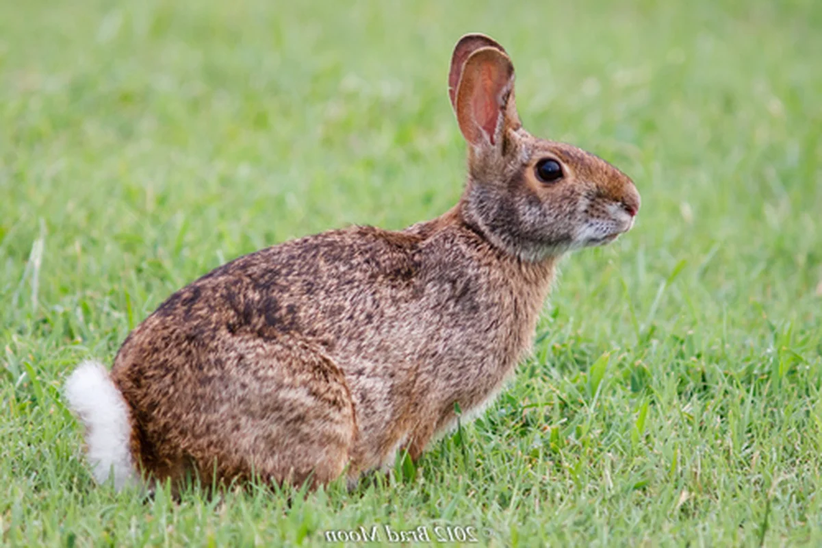 Three Extinct Species Extinct for a Century Unexpectedly Reappear, Including One in Vietnam
