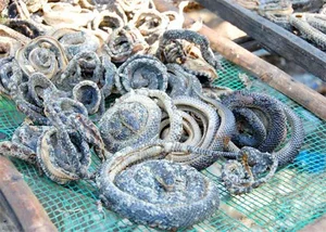 Discover the Unique Vietnamese Dried Snake Specialty from the Mekong Delta - image 4