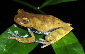 Discovering Vietnam's Most Bizarre and Terrifyingly Named Unique Animals - image 6