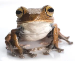 Discovering Vietnam's Most Bizarre and Terrifyingly Named Unique Animals - image 2