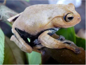 Discovering Vietnam's Most Bizarre and Terrifyingly Named Unique Animals - image 7