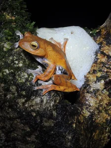 Discovering Vietnam's Most Bizarre and Terrifyingly Named Unique Animals - image 3