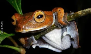 Discovering Vietnam's Most Bizarre and Terrifyingly Named Unique Animals - image 5