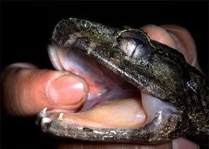 Discovering Vietnam's Most Bizarre and Terrifyingly Named Unique Animals - image 1