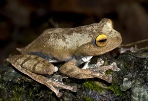 Discovering Vietnam's Most Bizarre and Terrifyingly Named Unique Animals - image 4