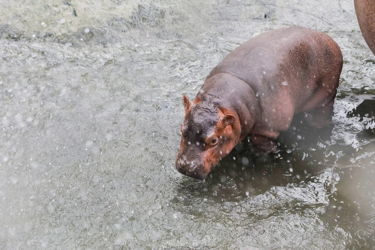 Adorable Hippo Calf at Hanoi Zoo Becomes an Internet Sensation
