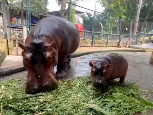 Adorable Hippo Calf at Hanoi Zoo Becomes an Internet Sensation - image 5