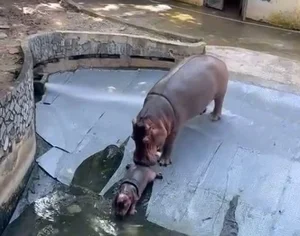 Adorable Hippo Calf at Hanoi Zoo Becomes an Internet Sensation - image 8