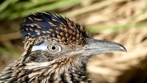 Meet the Greater Roadrunner: The Fearless Bird That Hunts Deadly Rattlesnakes - image 2
