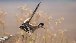Meet the Greater Roadrunner: The Fearless Bird That Hunts Deadly Rattlesnakes - image 5