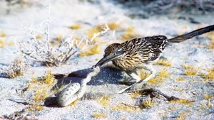 Meet the Greater Roadrunner: The Fearless Bird That Hunts Deadly Rattlesnakes - image 0
