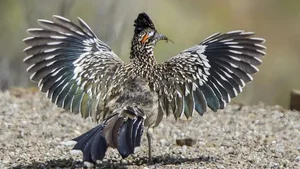 Meet the Greater Roadrunner: The Fearless Bird That Hunts Deadly Rattlesnakes - image 3