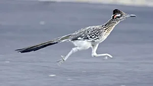 Meet the Greater Roadrunner: The Fearless Bird That Hunts Deadly Rattlesnakes - image 6
