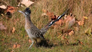 Meet the Greater Roadrunner: The Fearless Bird That Hunts Deadly Rattlesnakes - image 1