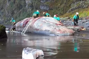 Ambergris: The Incredible Value of 'Floating Gold' Found at Sea - image 7