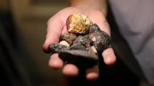Ambergris: The Incredible Value of 'Floating Gold' Found at Sea - image 0