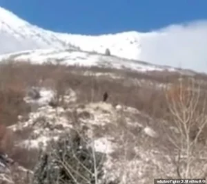 Bigfoot Revelations: Science vs. Legend in the Search for Sasquatch - image 4