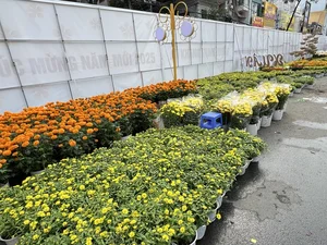 The Return of Can Tho Art Flower Street: A Vibrant Cultural Revival in the Mekong Delta - image 6