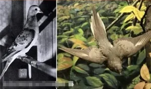 De-Extinction: 9 Fascinating Animals Scientists Are Working to Bring Back to Life - image 4