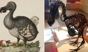 De-Extinction: 9 Fascinating Animals Scientists Are Working to Bring Back to Life - image 3