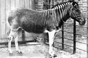 De-Extinction: 9 Fascinating Animals Scientists Are Working to Bring Back to Life - image 5