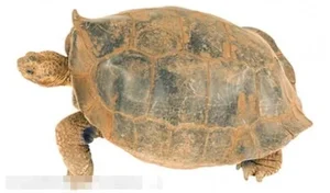 De-Extinction: 9 Fascinating Animals Scientists Are Working to Bring Back to Life - image 6