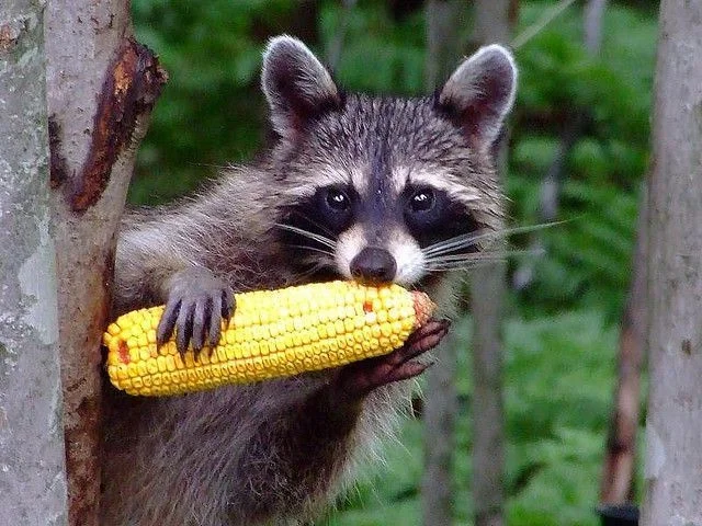 The Secret Life of Raccoons: Intelligent Urban Explorers in the Wild