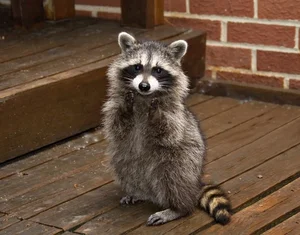The Secret Life of Raccoons: Intelligent Urban Explorers in the Wild - image 6