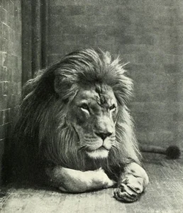 A Look at Animals Driven to Extinction by Human Impact - image 0