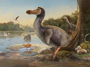 A Look at Animals Driven to Extinction by Human Impact - image 7