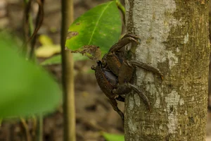 Life Among the Mangroves: Dedicated Guardians of the Can Gio Biosphere Reserve - image 20