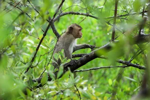 Life Among the Mangroves: Dedicated Guardians of the Can Gio Biosphere Reserve - image 17