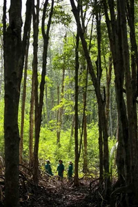 Life Among the Mangroves: Dedicated Guardians of the Can Gio Biosphere Reserve - image 18