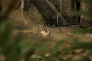 Life Among the Mangroves: Dedicated Guardians of the Can Gio Biosphere Reserve - image 7