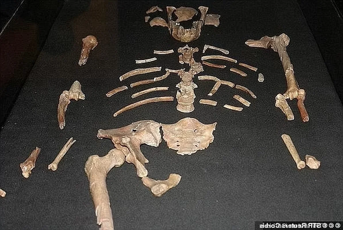 Mystery of the 3-Million-Year-Old Stone Tool Found in the Cradle of Humankind