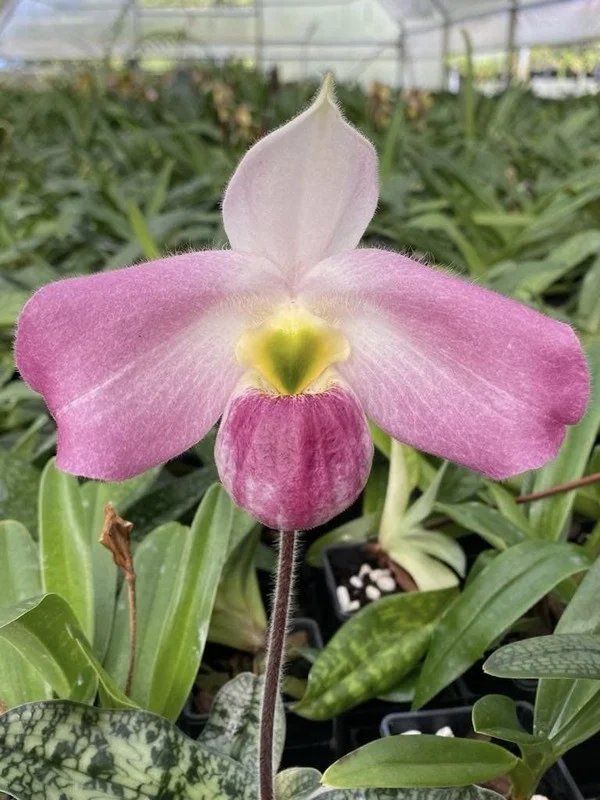 Rare and Priceless Orchid Species Found Exclusively in Vietnam's Wilds