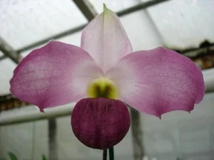 Rare and Priceless Orchid Species Found Exclusively in Vietnam's Wilds - image 8