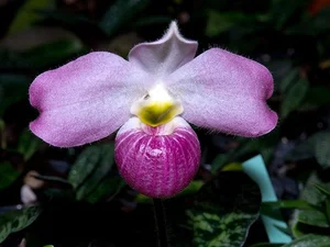 Rare and Priceless Orchid Species Found Exclusively in Vietnam's Wilds - image 4