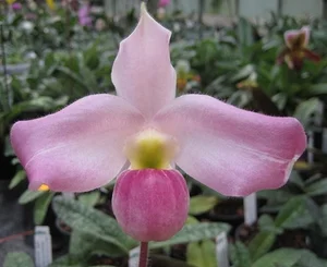 Rare and Priceless Orchid Species Found Exclusively in Vietnam's Wilds - image 7