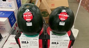 The Secrets Behind Japan's Luxury Densuke Watermelon Worth Thousands - image 3