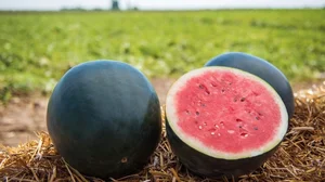 The Secrets Behind Japan's Luxury Densuke Watermelon Worth Thousands - image 0
