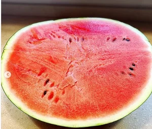The Secrets Behind Japan's Luxury Densuke Watermelon Worth Thousands - image 9