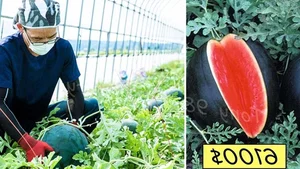 The Secrets Behind Japan's Luxury Densuke Watermelon Worth Thousands - image 7