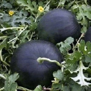 The Secrets Behind Japan's Luxury Densuke Watermelon Worth Thousands - image 2