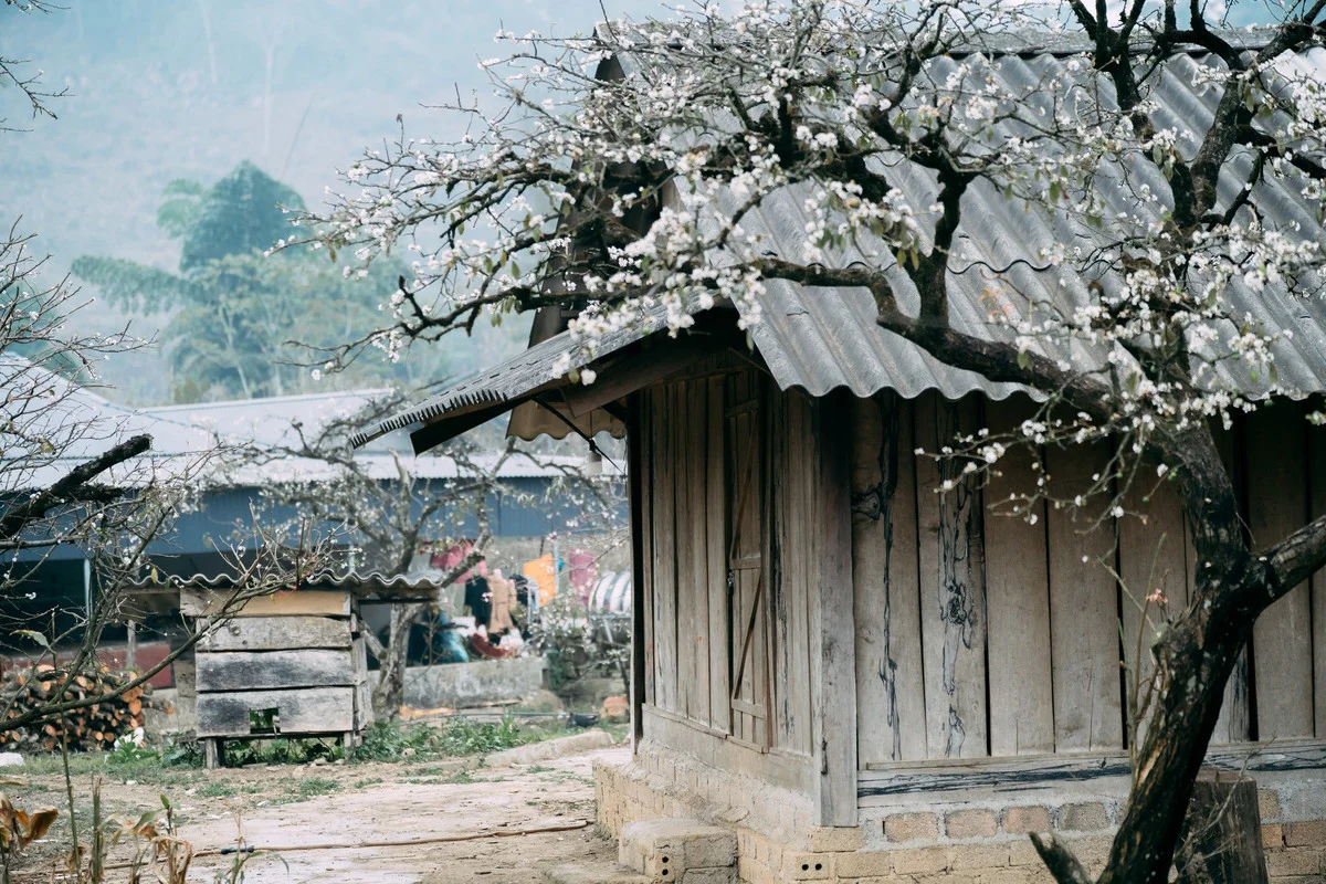 Plum Blossom Season in Phieng Canh: Finding Peace Amidst the White Blooms of Moc Chau