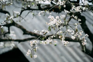 Plum Blossom Season in Phieng Canh: Finding Peace Amidst the White Blooms of Moc Chau - image 8