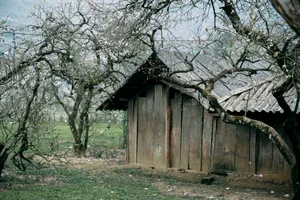 Plum Blossom Season in Phieng Canh: Finding Peace Amidst the White Blooms of Moc Chau - image 11