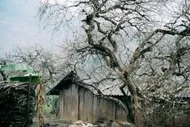 Plum Blossom Season in Phieng Canh: Finding Peace Amidst the White Blooms of Moc Chau - image 4