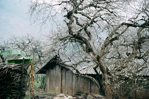 Plum Blossom Season in Phieng Canh: Finding Peace Amidst the White Blooms of Moc Chau - image 3